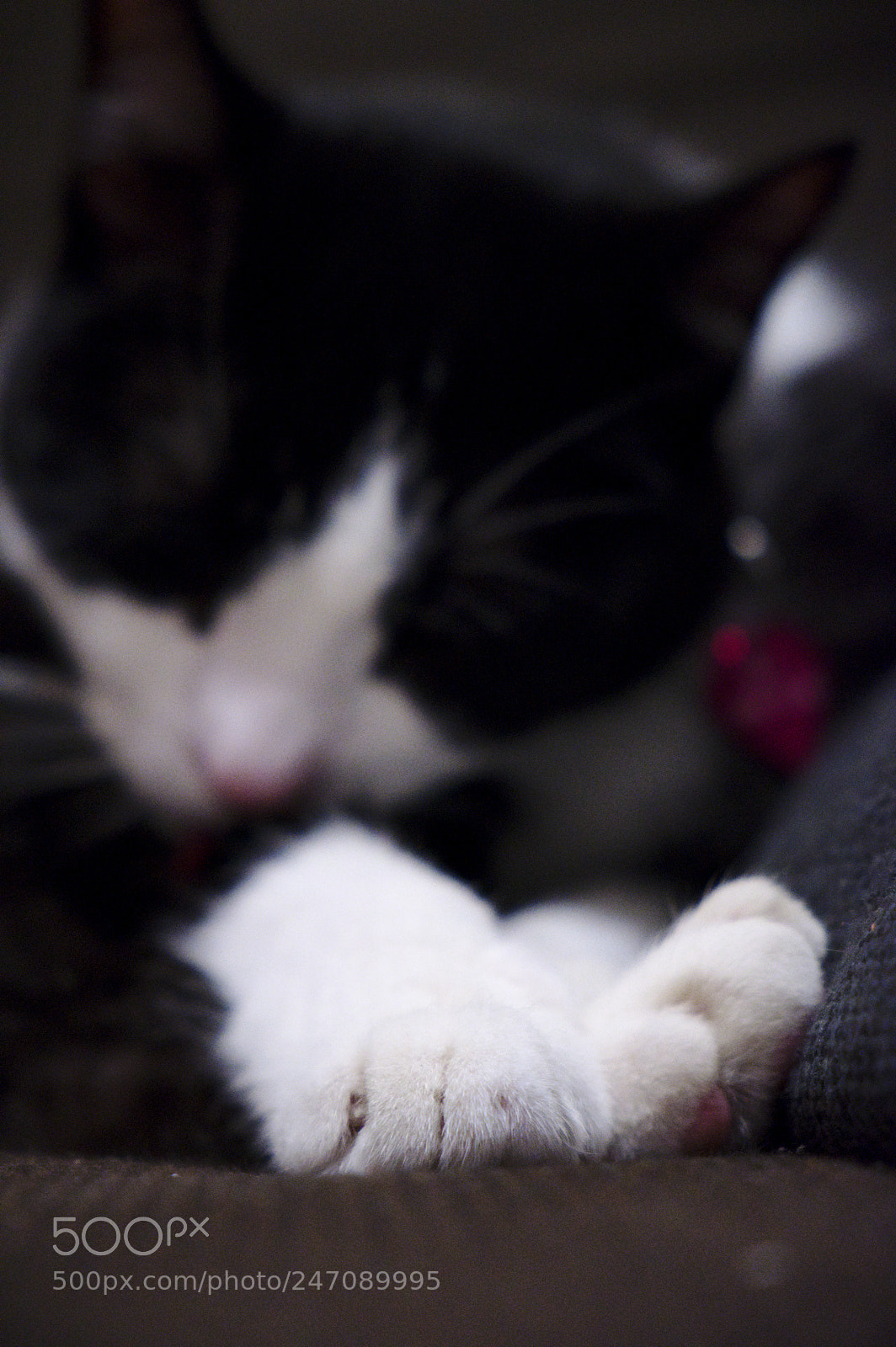 Fujifilm X-T2 sample photo. Gremlin photography
