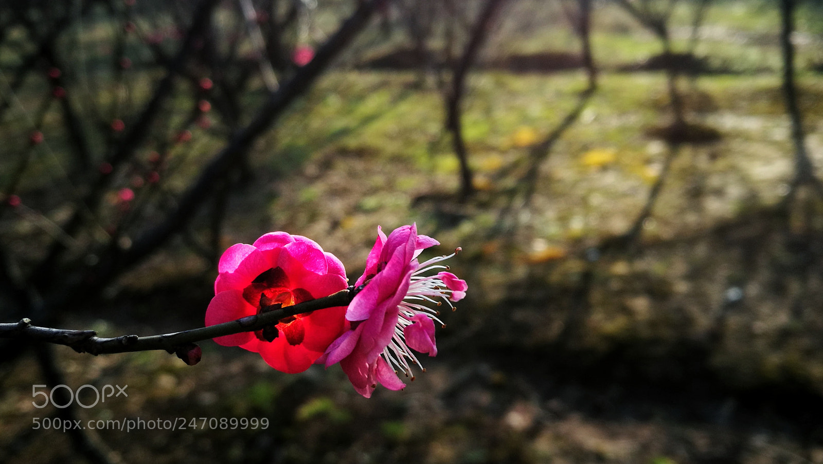 HUAWEI P9 sample photo. 梅 photography