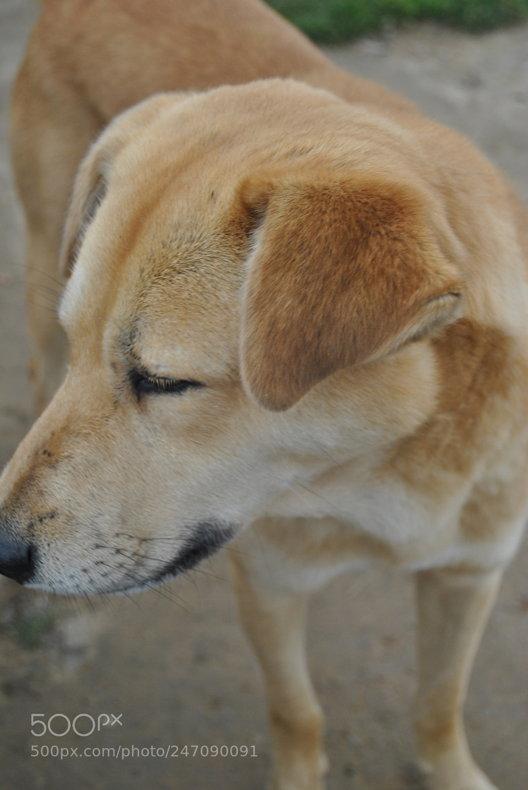 Nikon D3000 sample photo. Guide photography