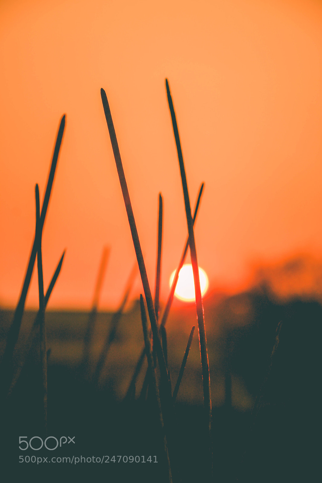 Canon EOS 600D (Rebel EOS T3i / EOS Kiss X5) sample photo. Shivam s photography photography
