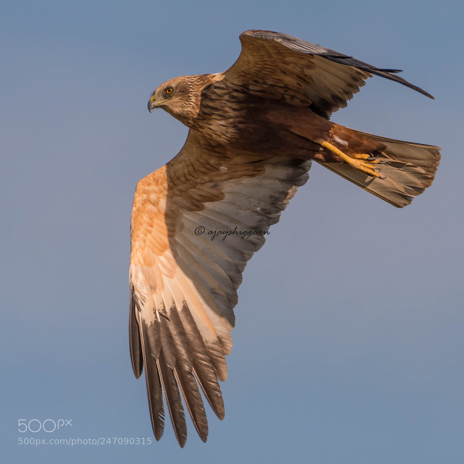 Nikon D500 sample photo. Eurasian marsh harrier photography