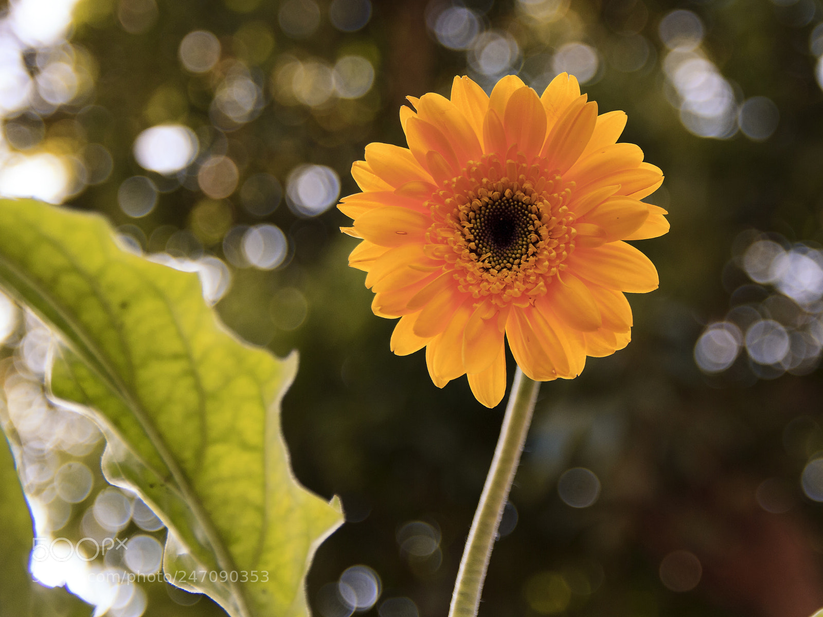 Canon EOS 600D (Rebel EOS T3i / EOS Kiss X5) sample photo. Gerbera photography