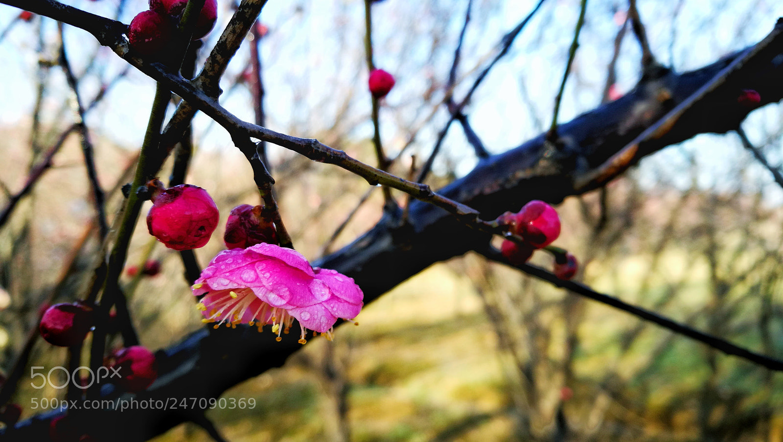 HUAWEI P9 sample photo. 梅 photography