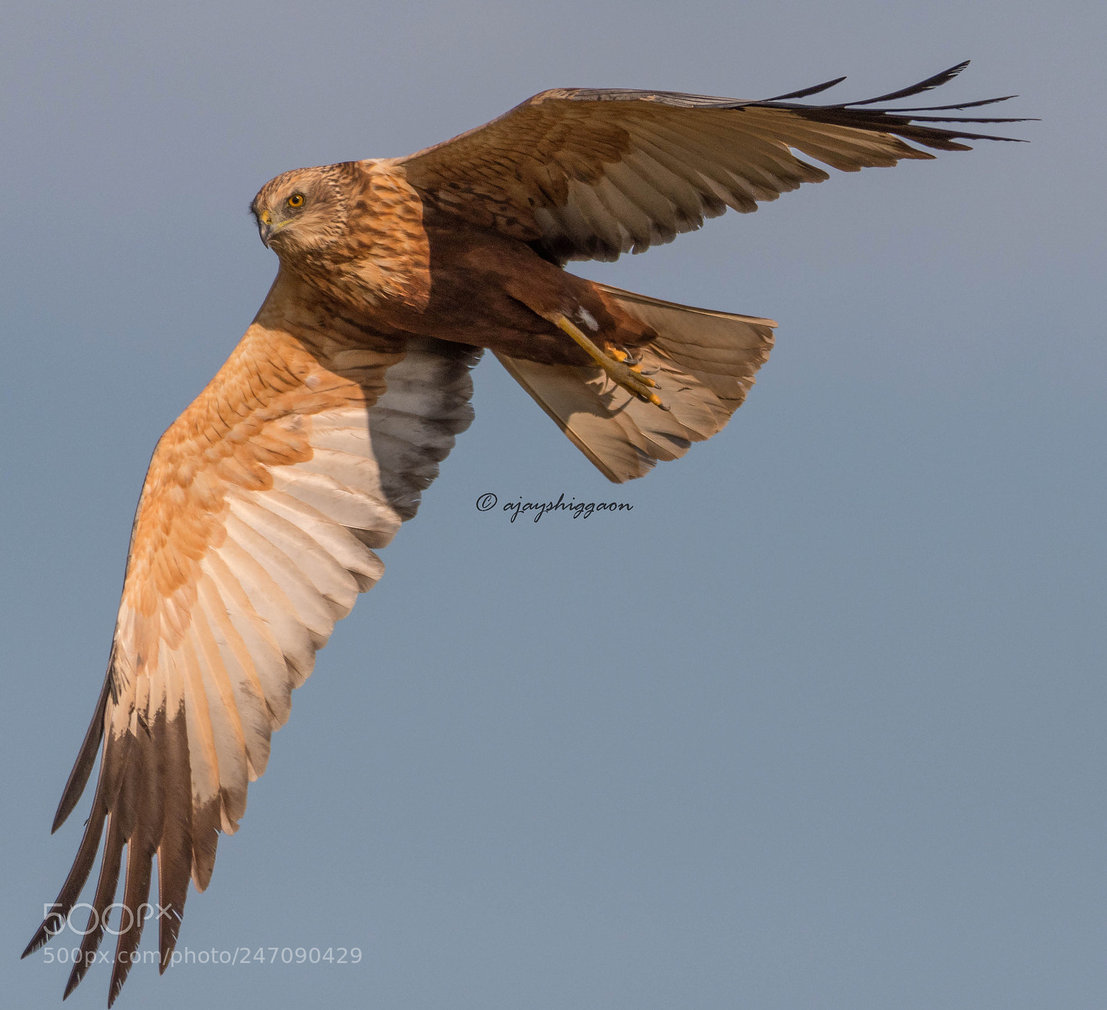 Nikon D500 sample photo. Eurasian marsh harrier photography