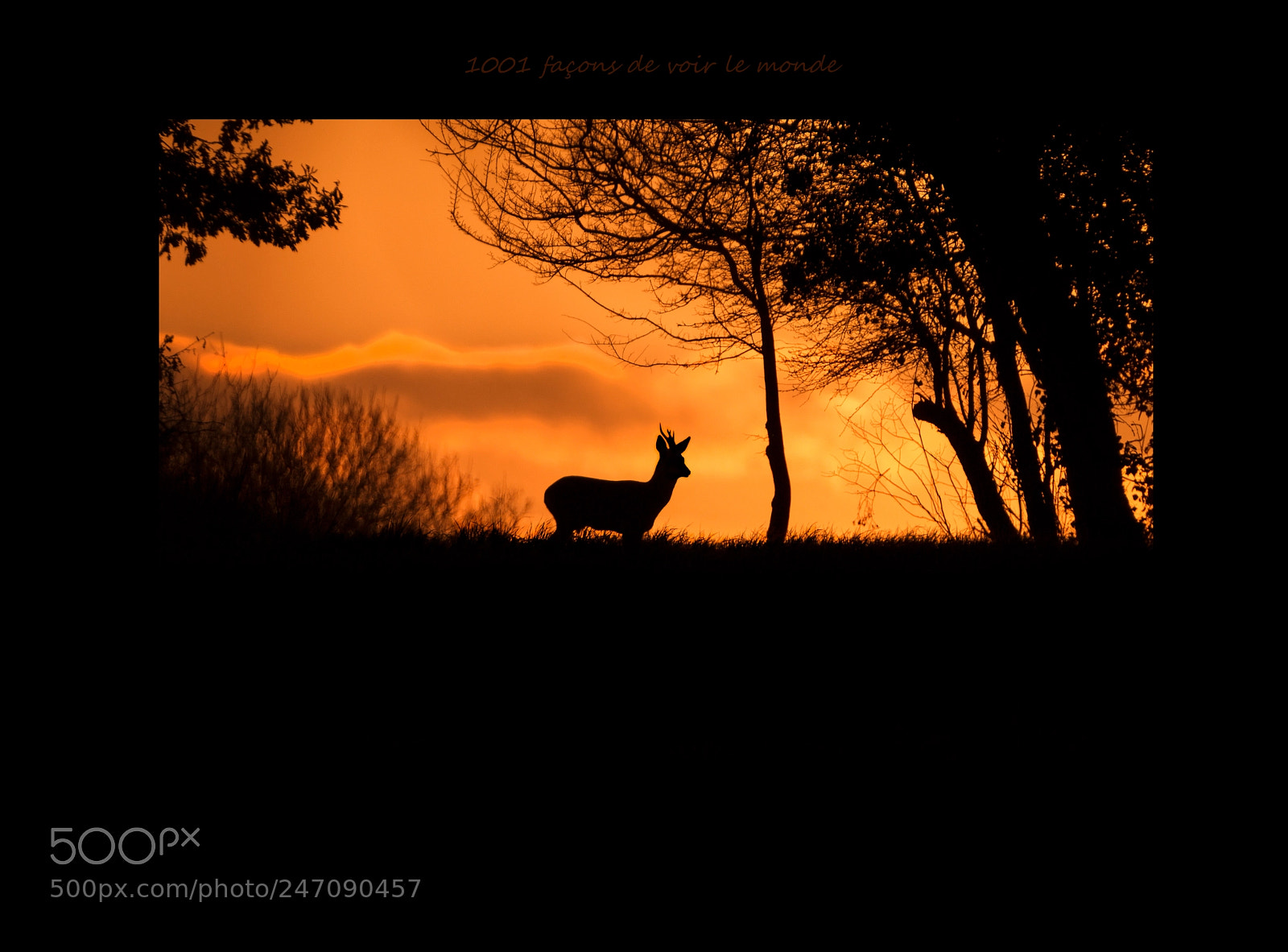 Canon EOS 600D (Rebel EOS T3i / EOS Kiss X5) sample photo. Silhouette au couchant photography
