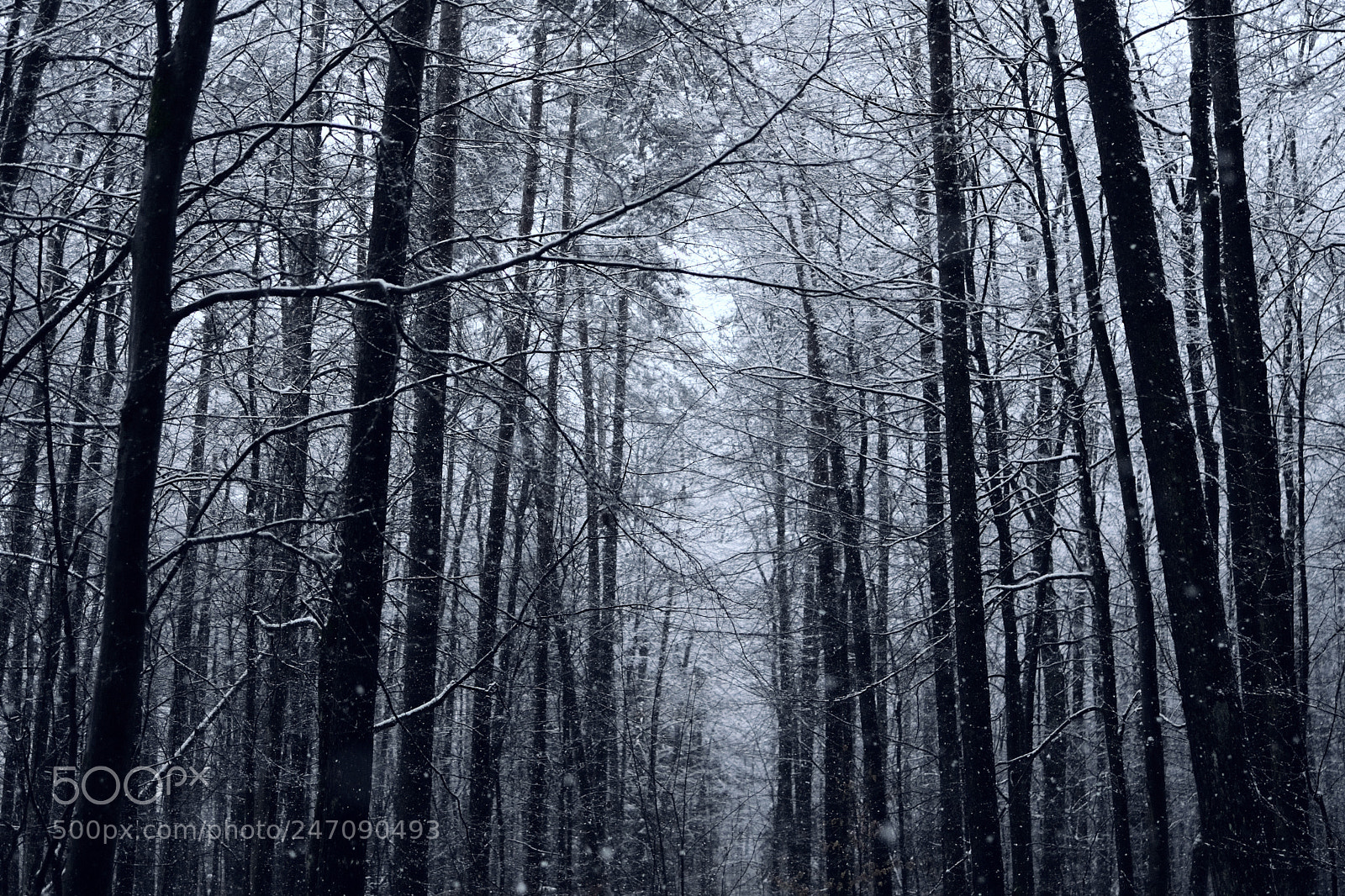 Nikon D7500 sample photo. The darkest woods photography