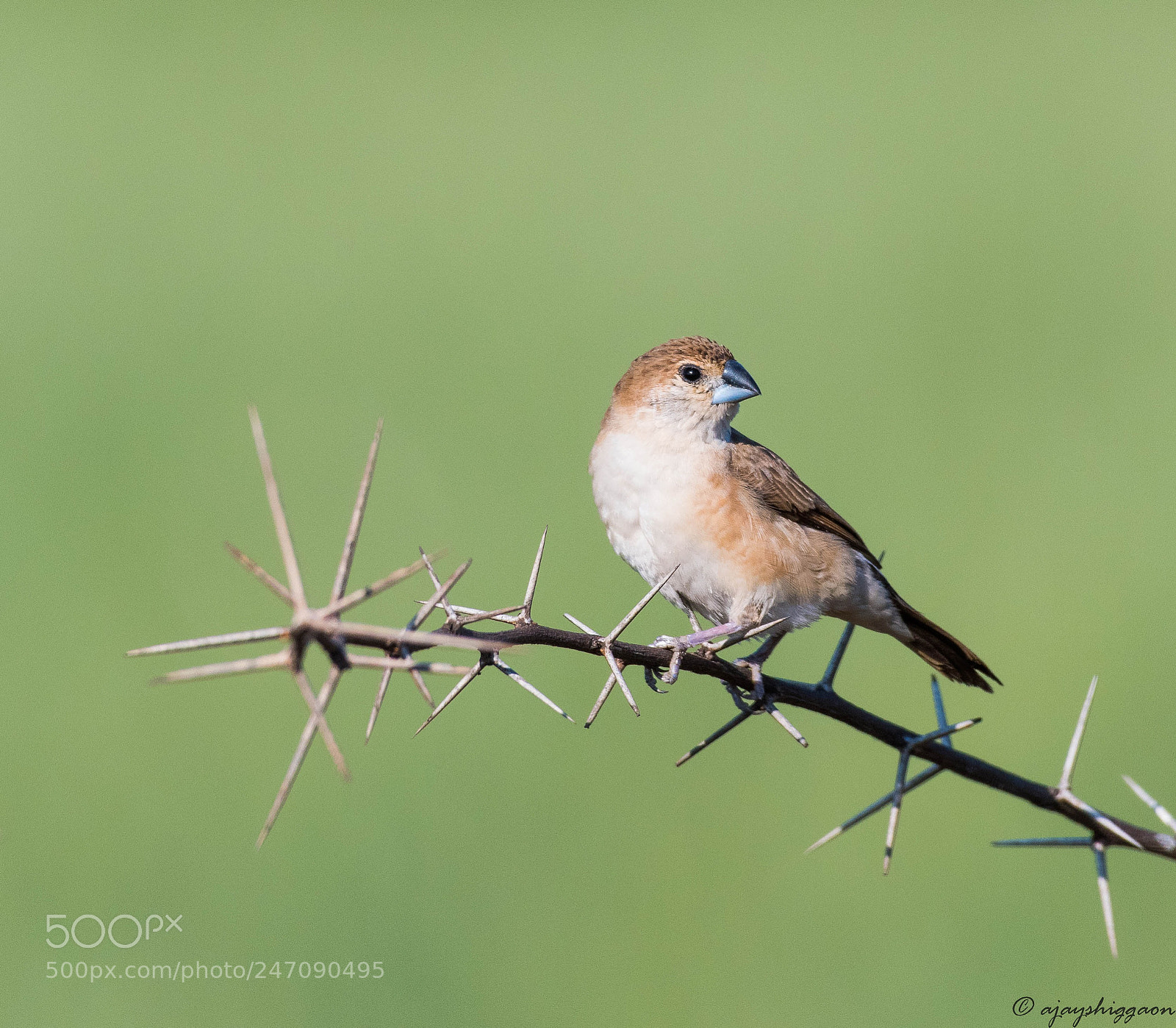 Nikon D500 sample photo. Indian silverbill photography