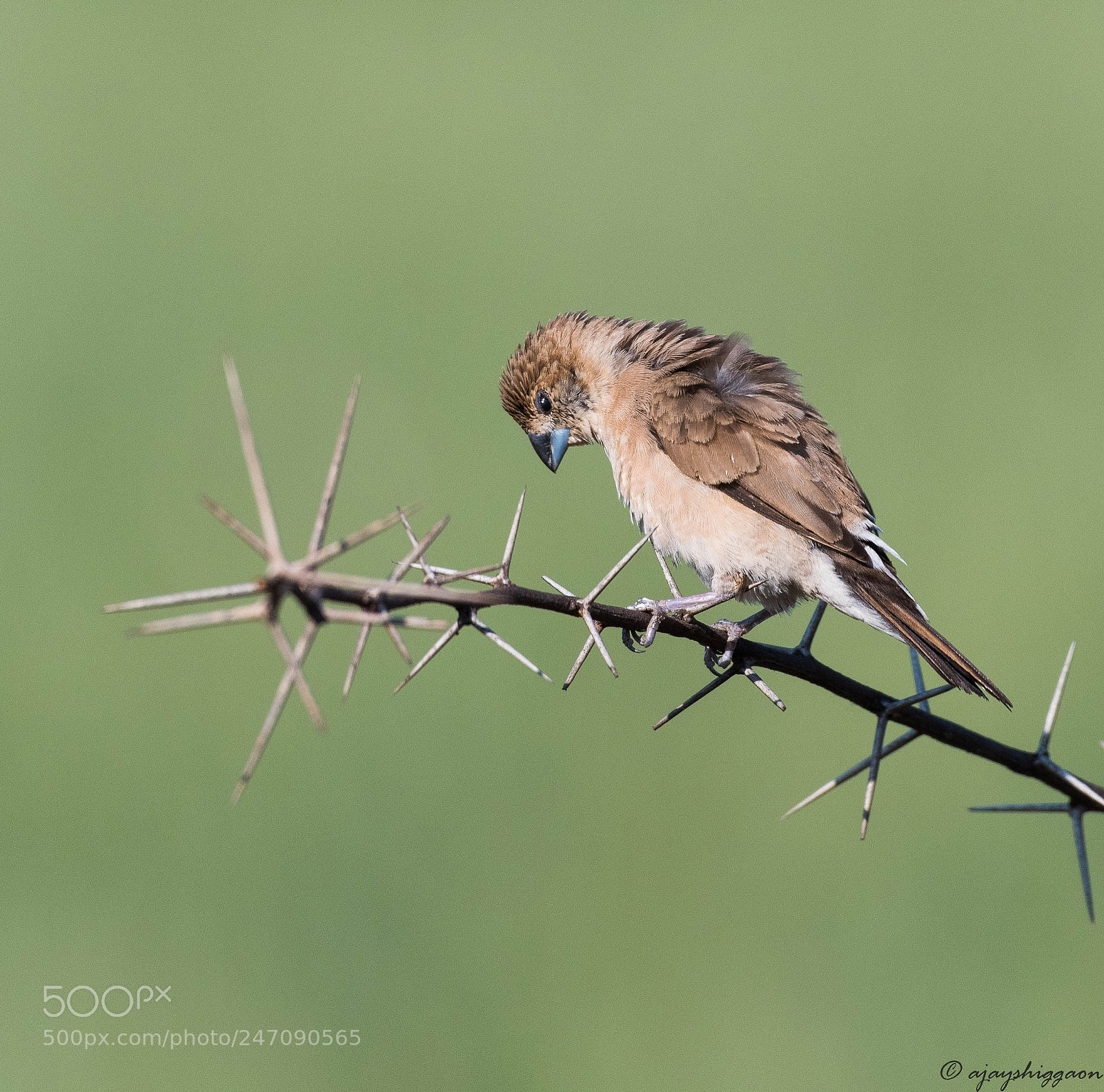 Nikon D500 sample photo. Indian silverbill photography
