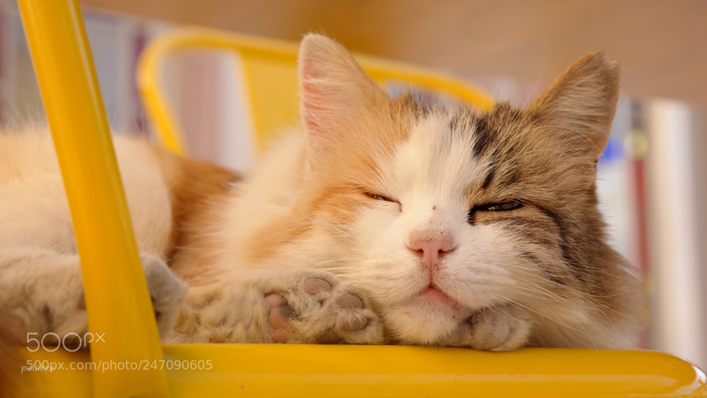 Samsung NX30 sample photo. ... photography