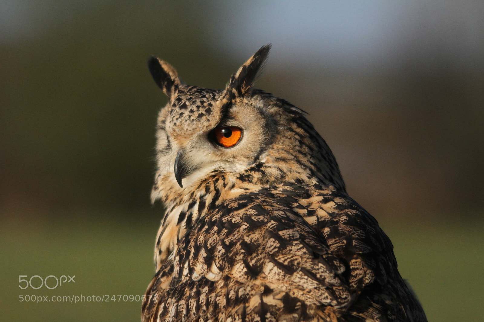 Canon EOS 7D sample photo. European eagle owl photography