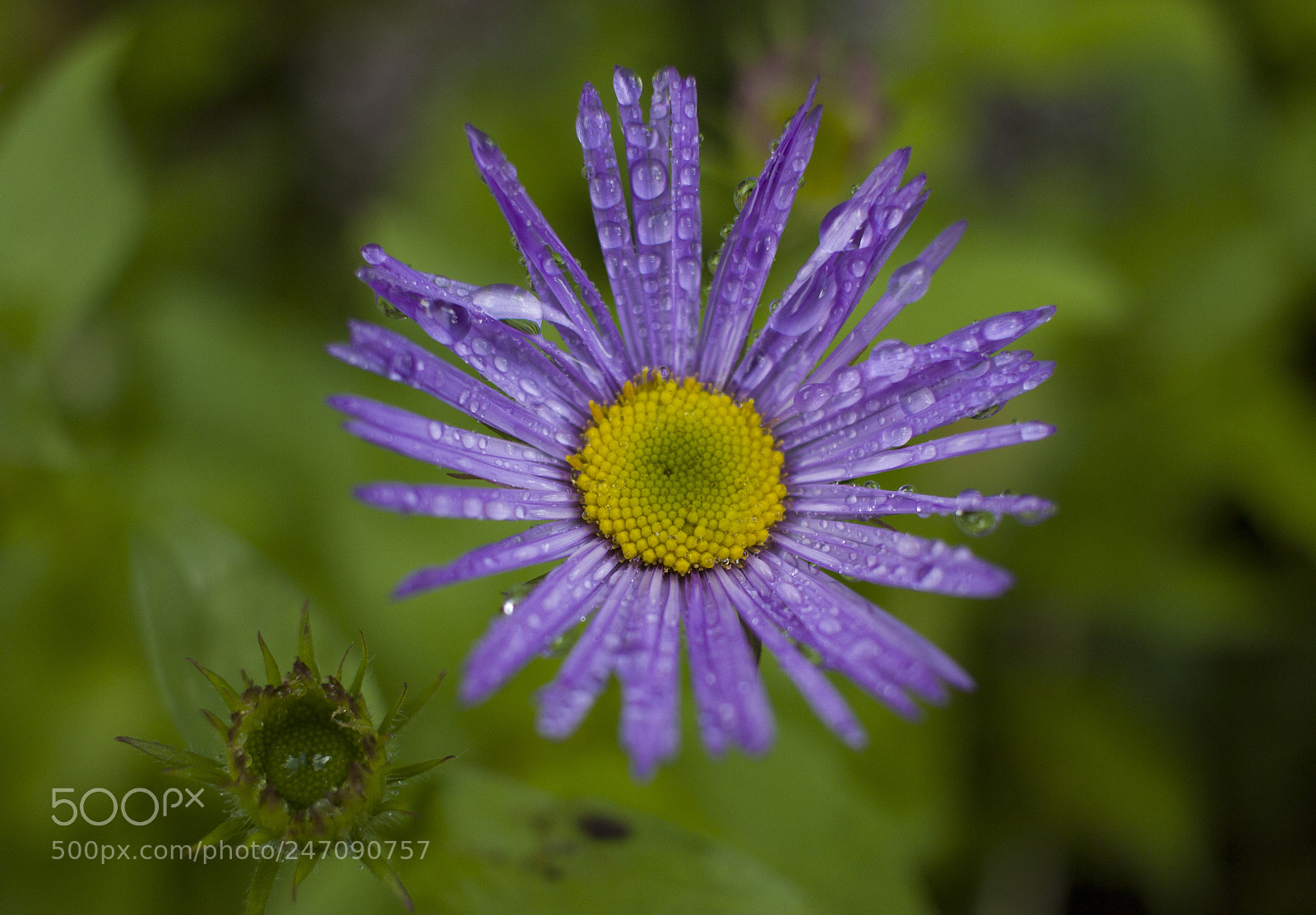 Canon EOS 600D (Rebel EOS T3i / EOS Kiss X5) sample photo. Wet flower photography