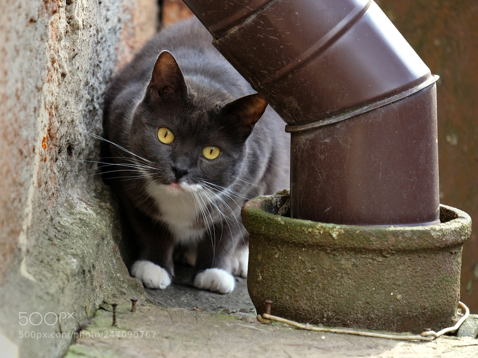 Fujifilm X-T20 sample photo. Curious black cat photography