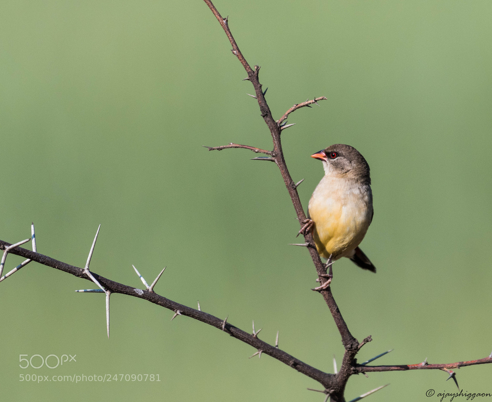 Nikon D500 sample photo. Red avadavat female photography