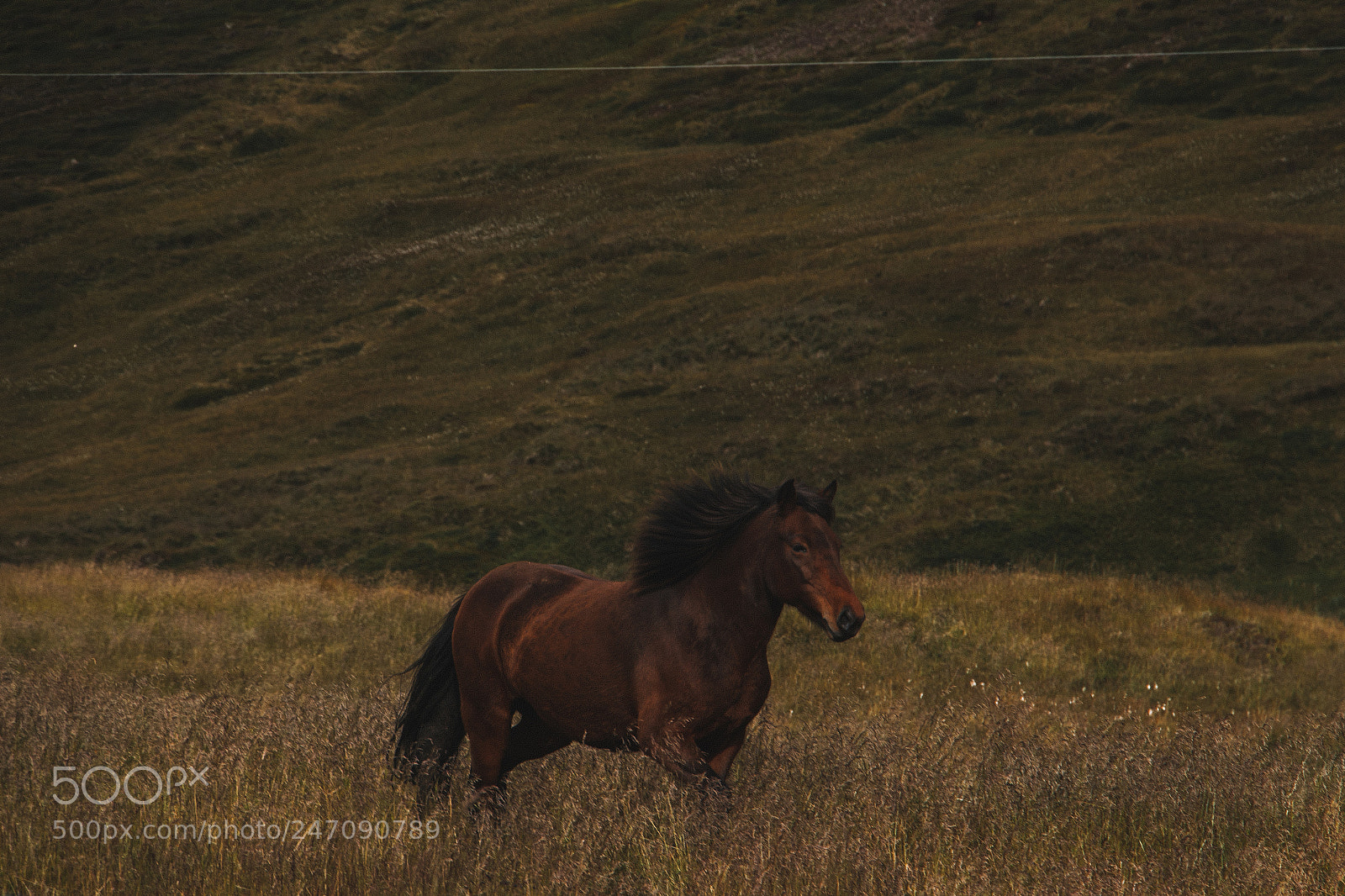 Canon EOS 1200D (EOS Rebel T5 / EOS Kiss X70 / EOS Hi) sample photo. | wild horse | photography