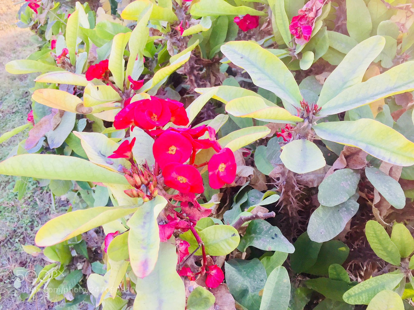 Apple iPhone 6 sample photo. Untitled photography