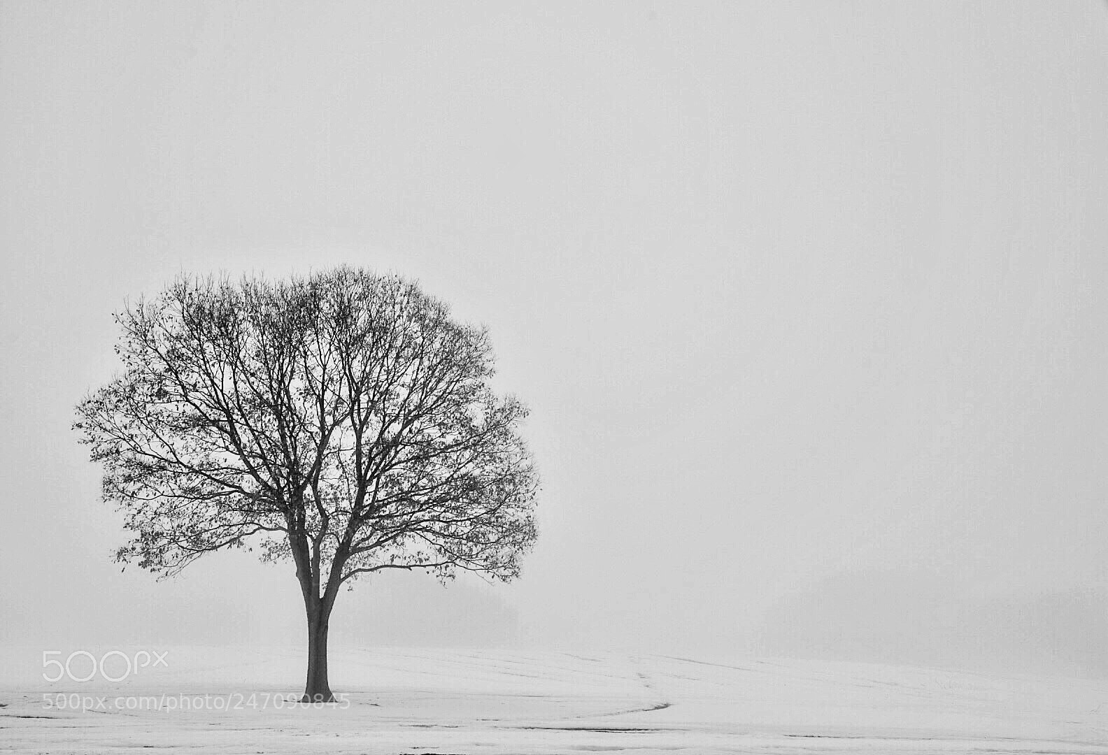 Sony a7 II sample photo. Channahon illinois photography
