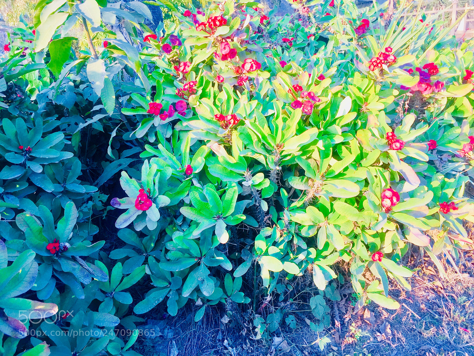 Apple iPhone 6 sample photo. Untitled photography