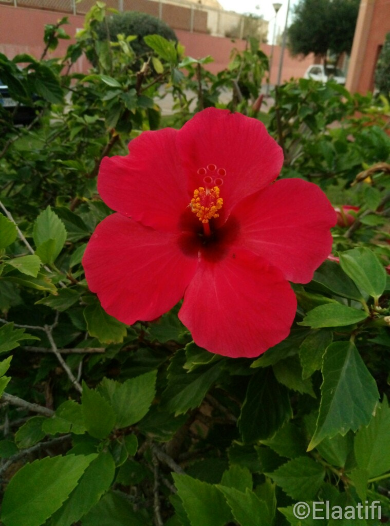 Meizu M3s sample photo. Rojo de naturaleza photography
