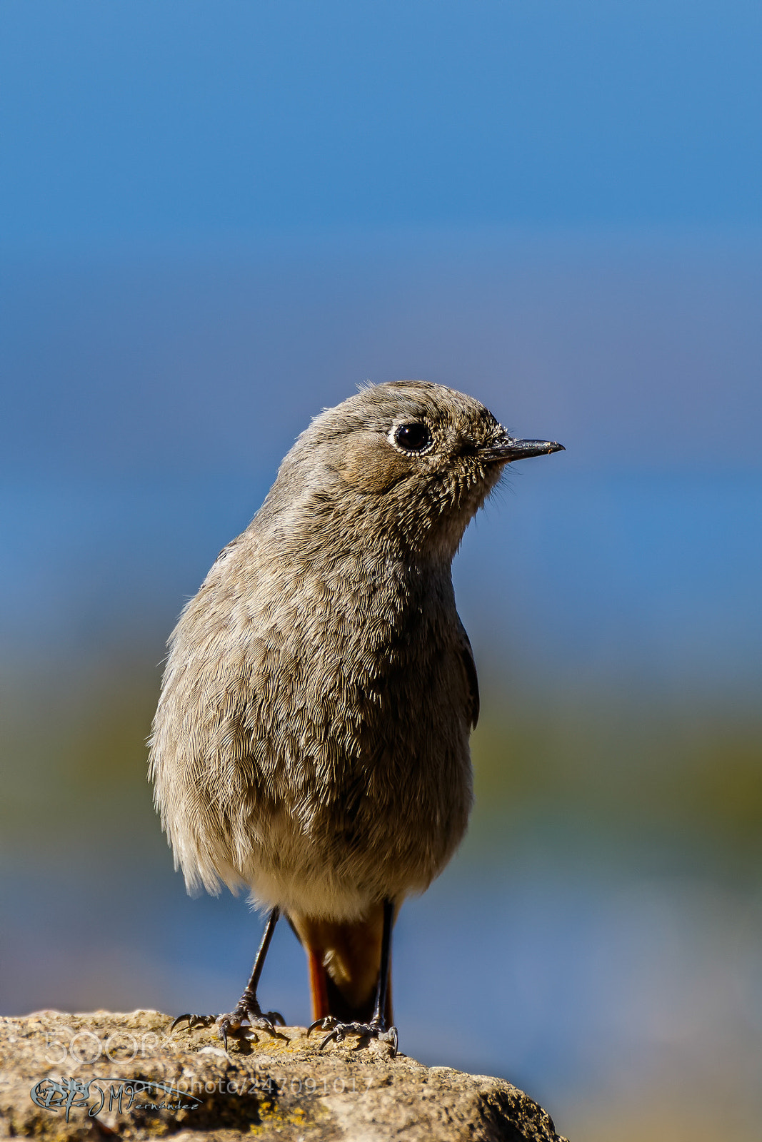 Canon EOS 7D Mark II sample photo. Colirrojo tiz n. phoenicurus photography