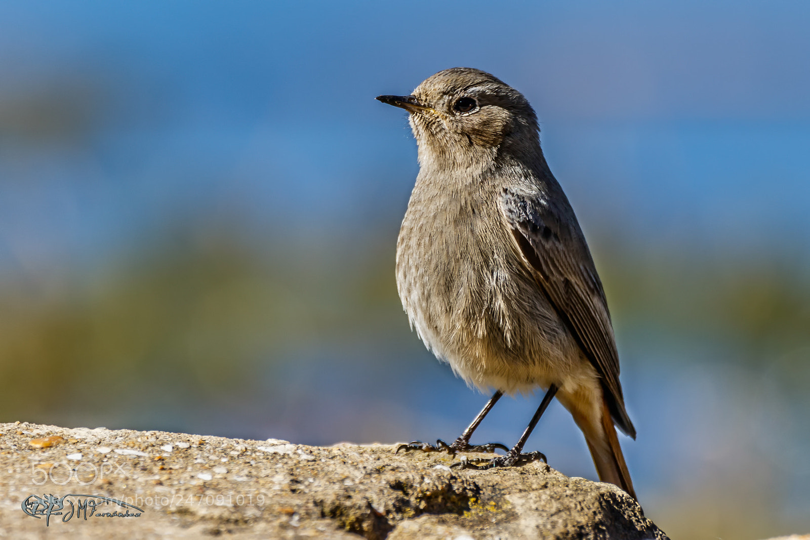 Canon EOS 7D Mark II sample photo. Colirrojo tiz n. phoenicurus photography