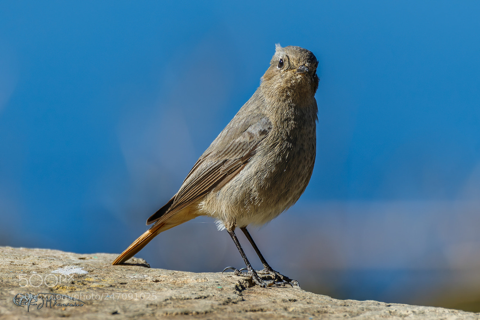 Canon EOS 7D Mark II sample photo. Colirrojo tiz n. phoenicurus photography