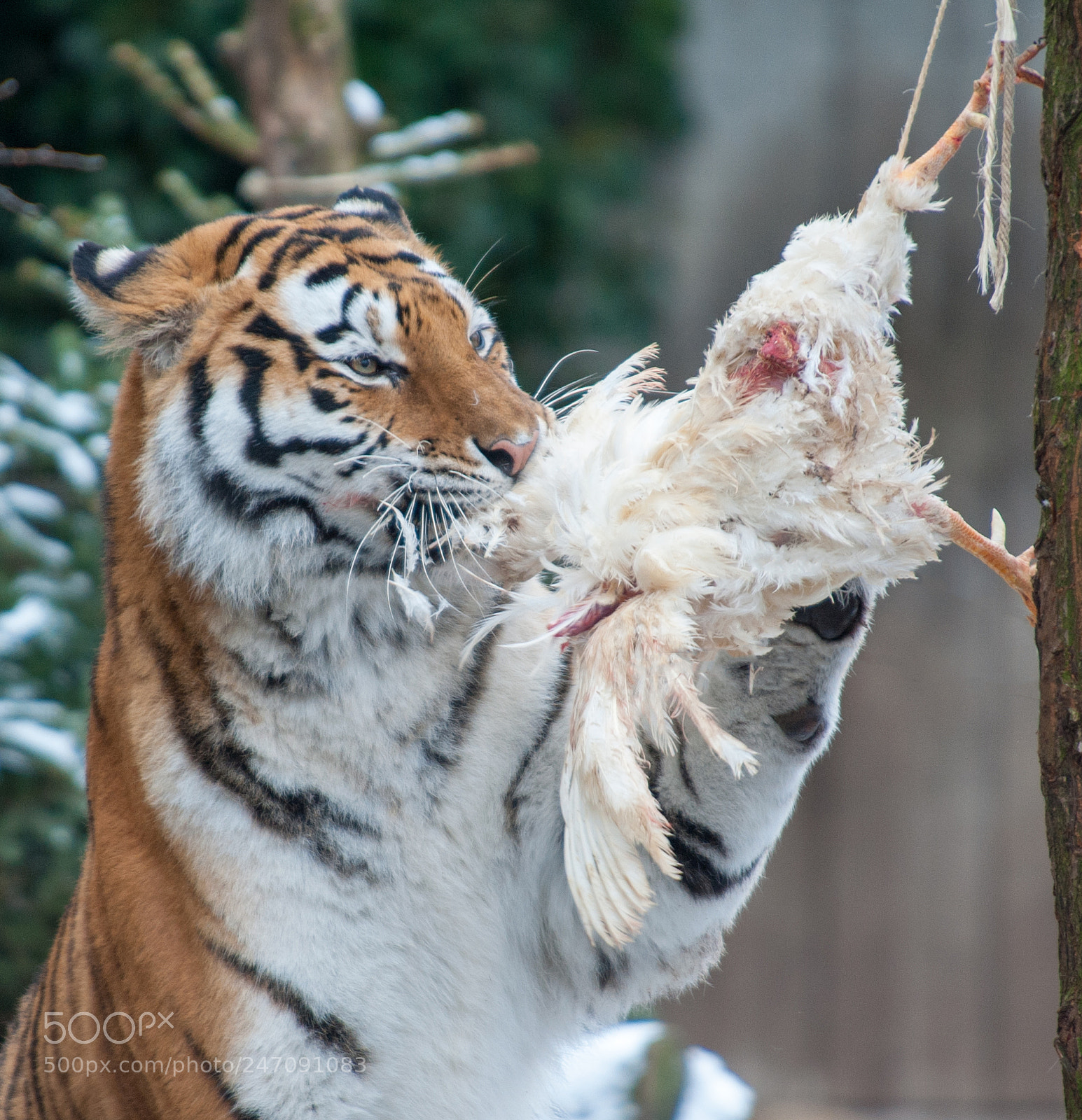 Nikon D700 sample photo. Chicken for lunch photography