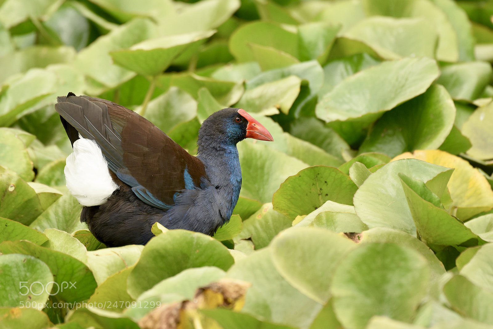 Nikon D810 sample photo. Purple swamp hen photography