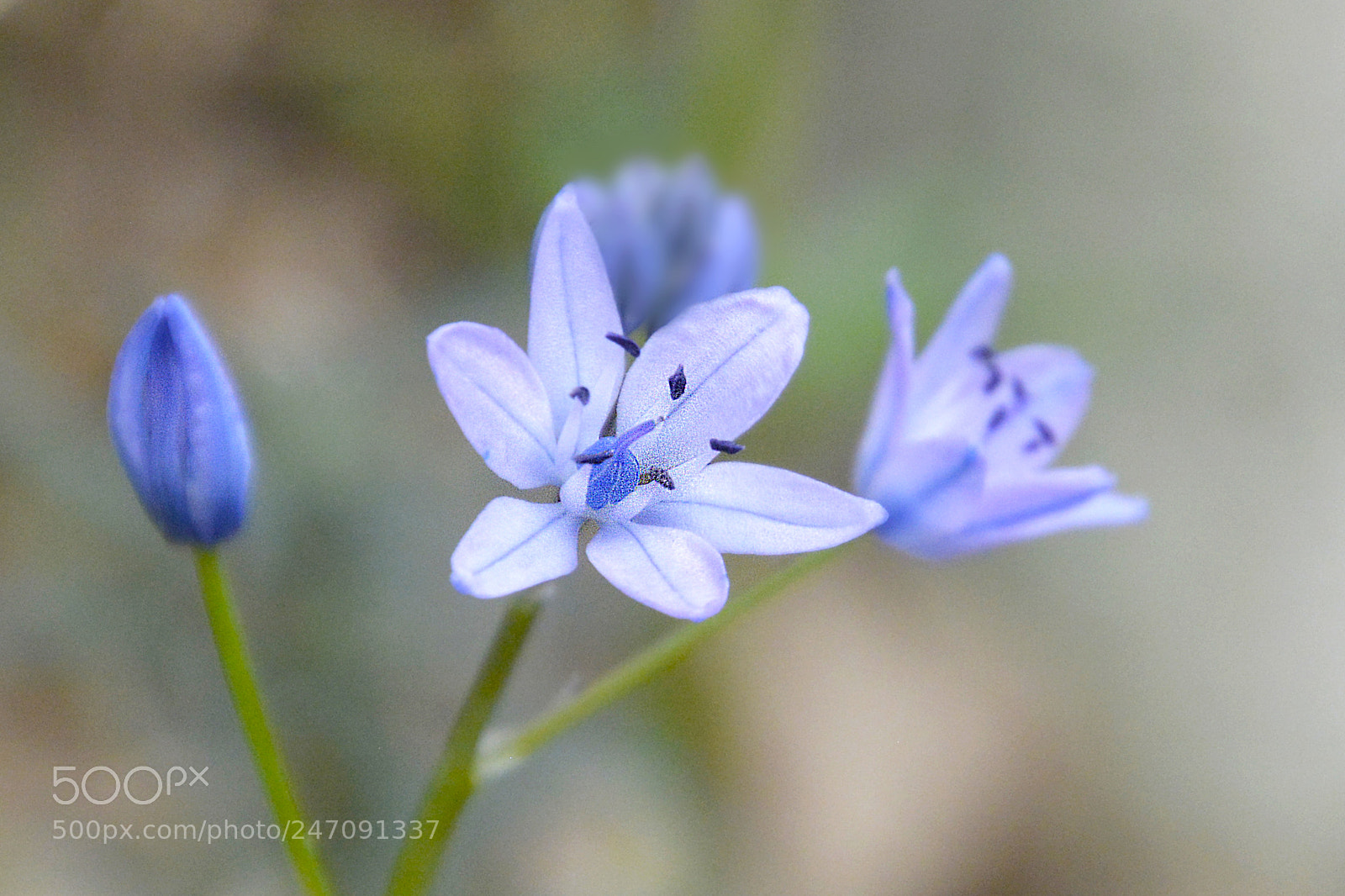 Nikon D5200 sample photo. Añil photography