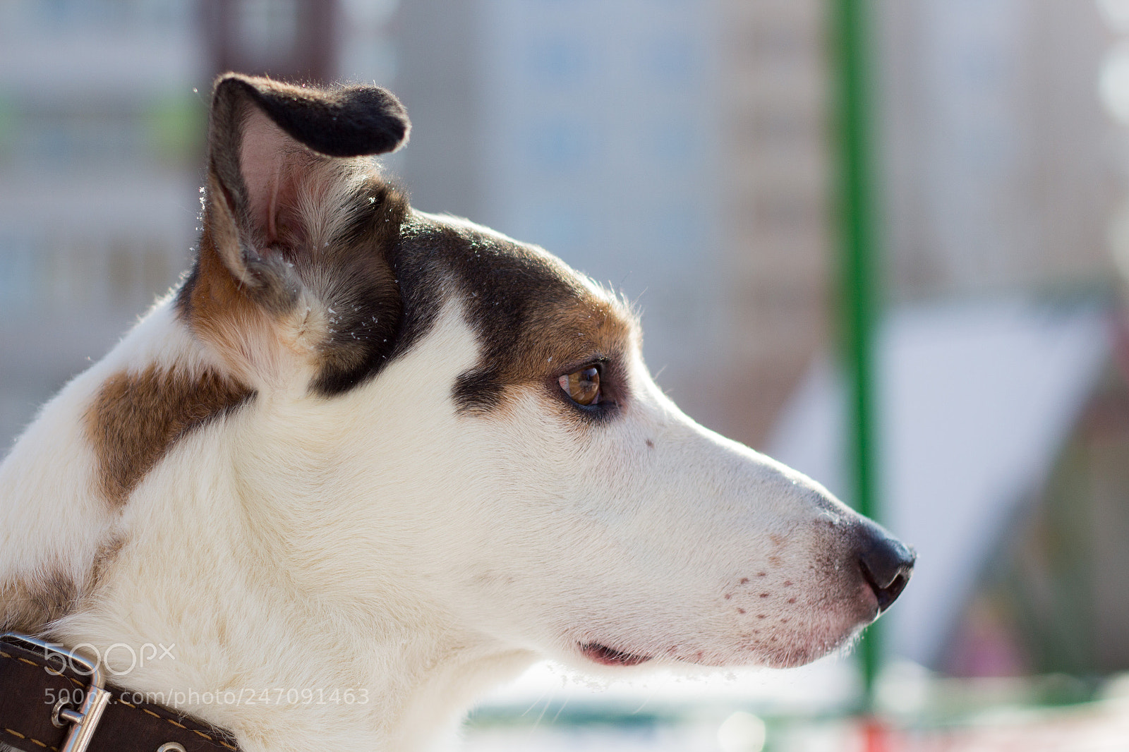 Canon EOS 650D (EOS Rebel T4i / EOS Kiss X6i) sample photo. Doge photography