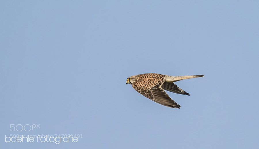 Canon EOS 7D Mark II sample photo. Falcon in flight at photography