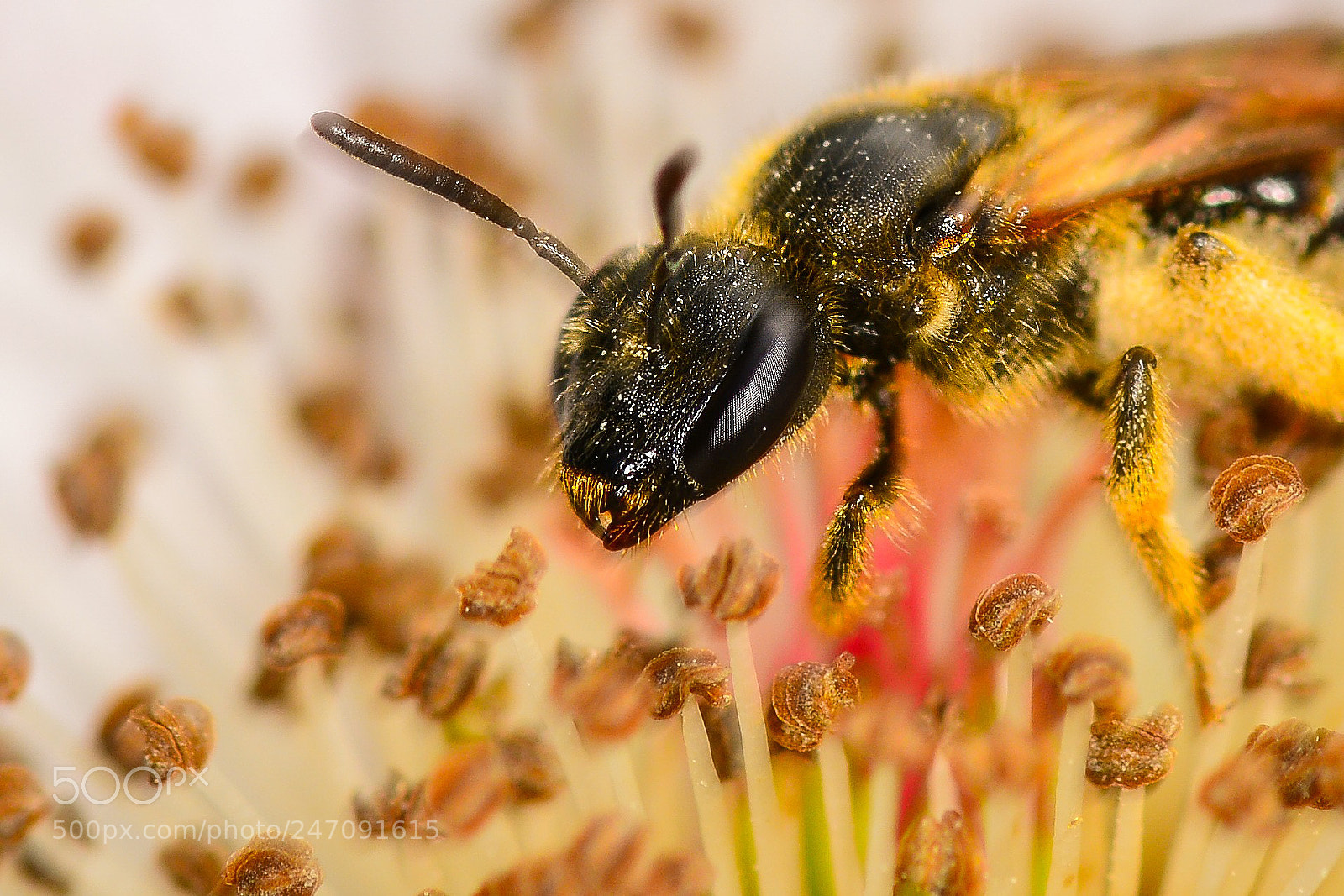 Nikon D5200 sample photo. Collecting pollen photography