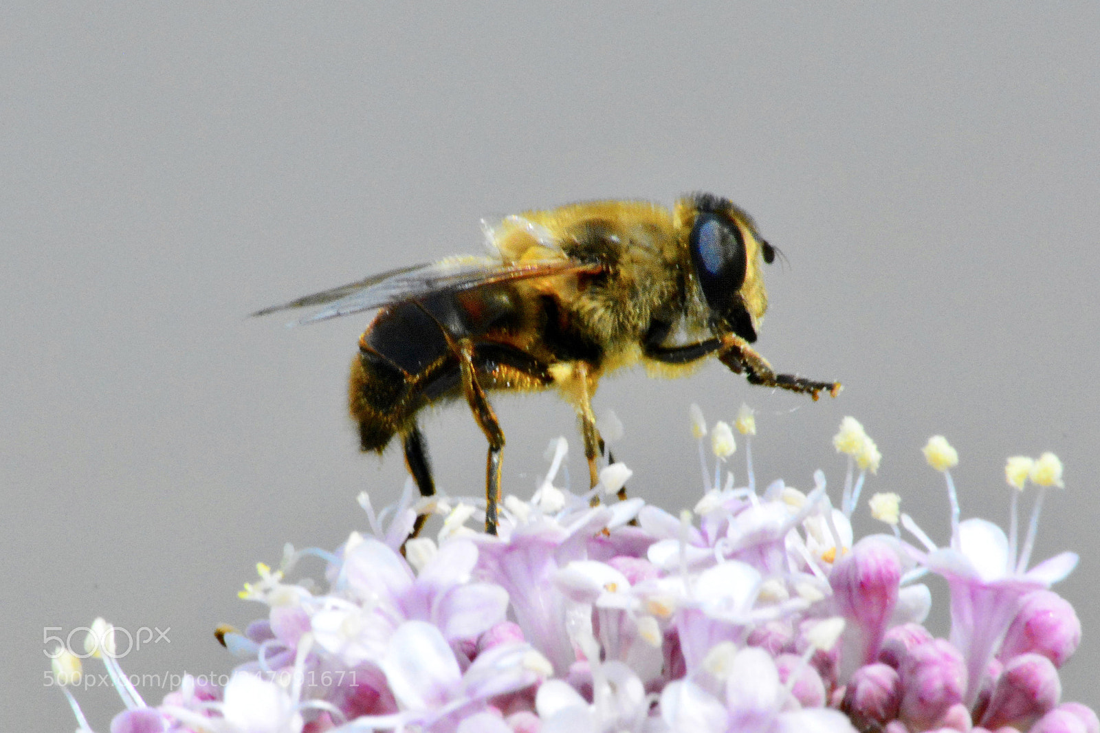 Nikon D5200 sample photo. Collecting pollen 2 photography