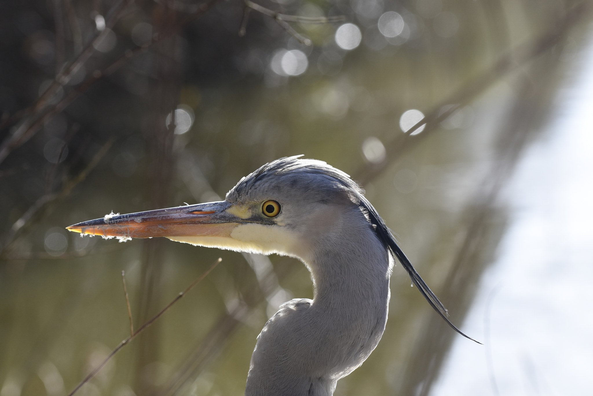 Nikon D7200 + Nikon AF-S Nikkor 70-200mm F4G ED VR sample photo. Zoo: reiger photography