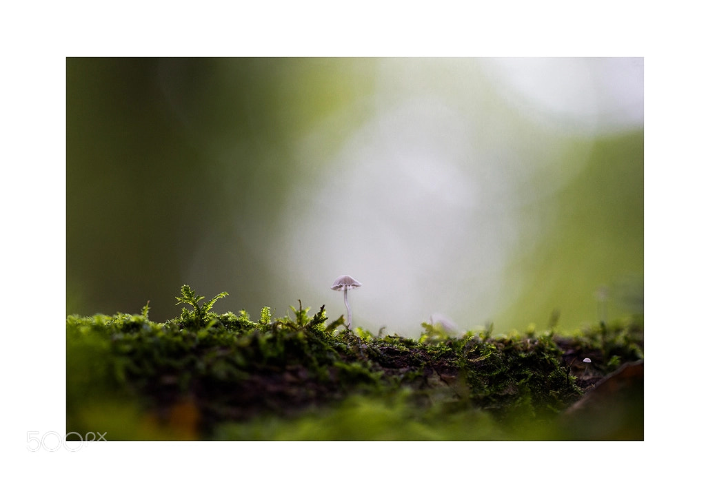 Canon EOS 600D (Rebel EOS T3i / EOS Kiss X5) sample photo. Solitaire photography