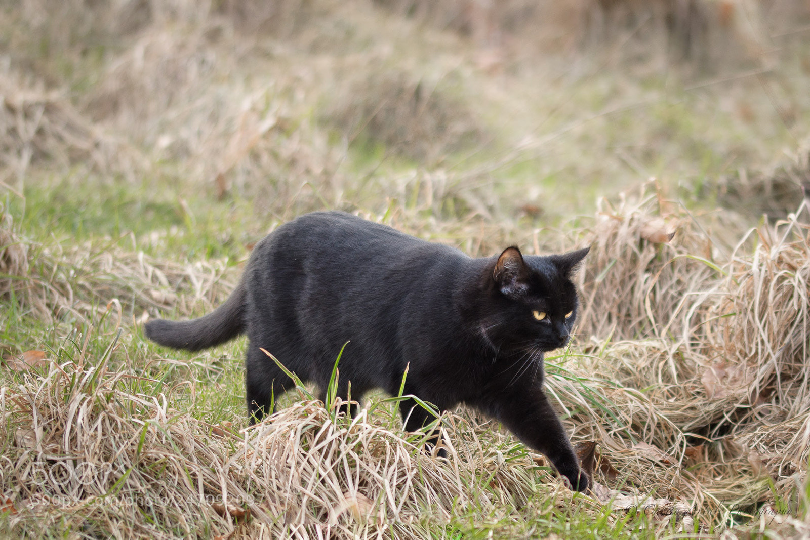 Nikon D500 sample photo. Black cat photography