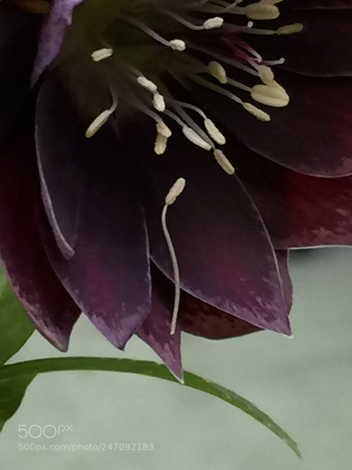 Apple iPhone 6 Plus sample photo. Stamen levitation photography
