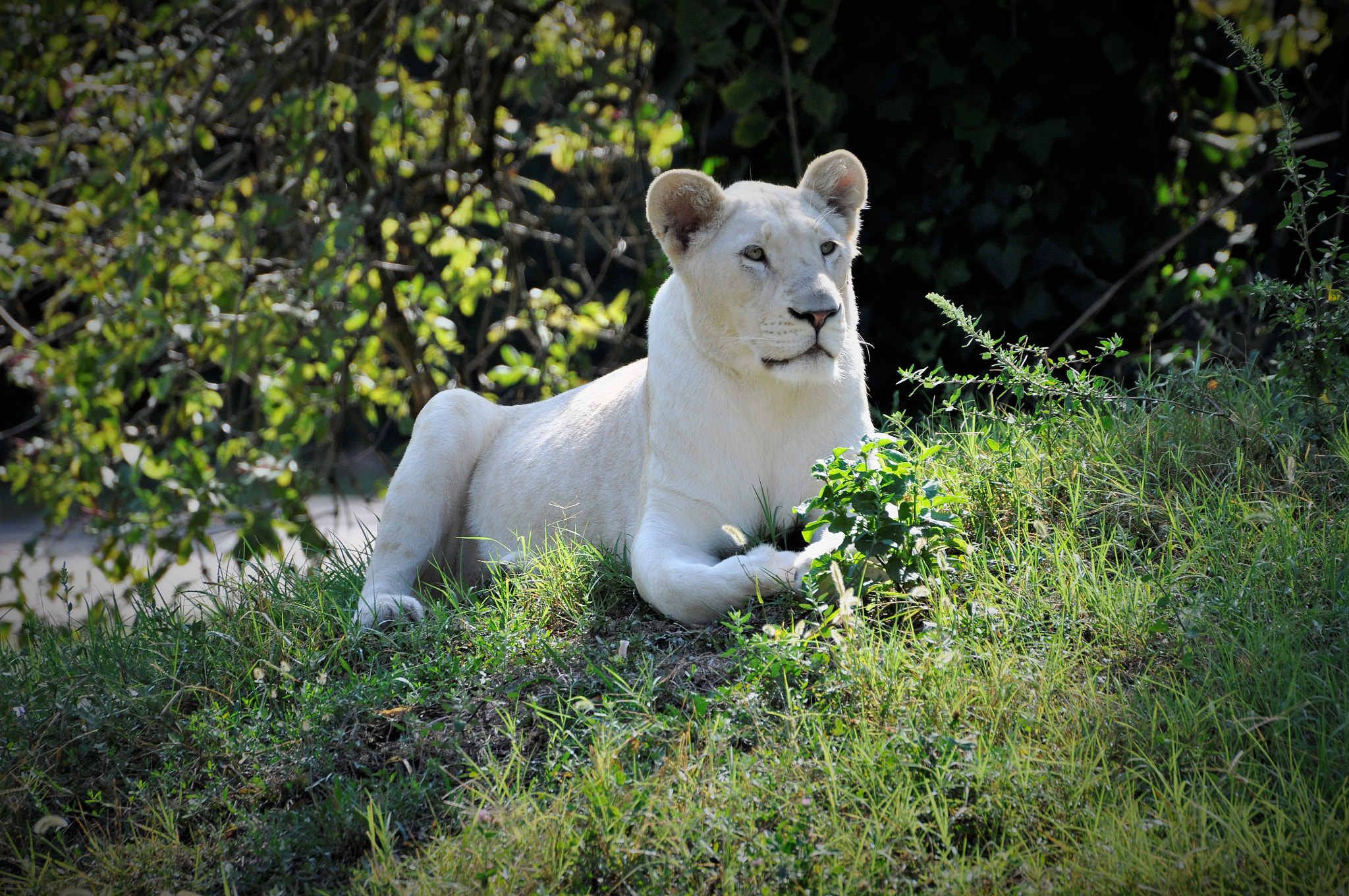 Nikon D90 sample photo. Lion king photography