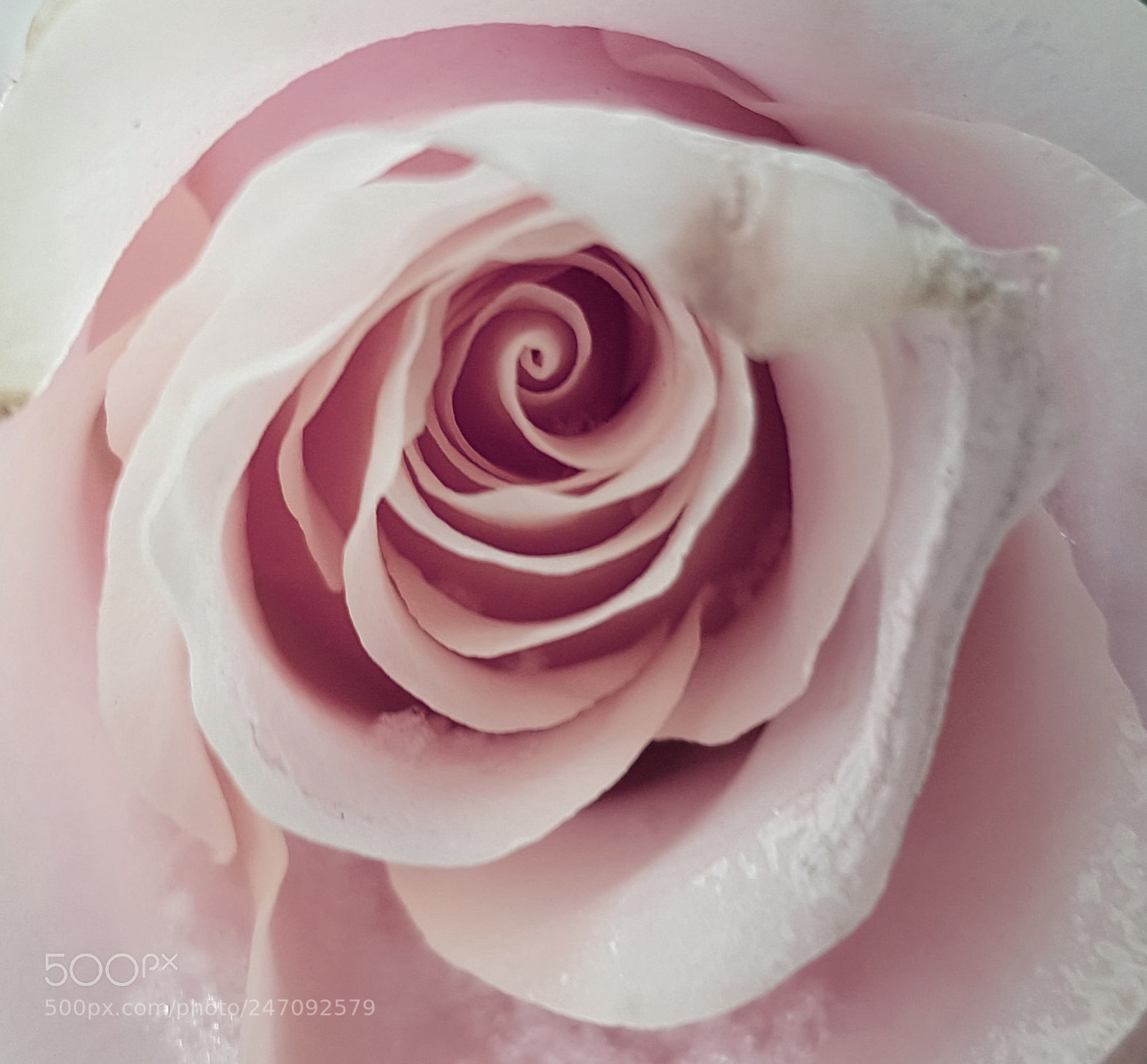 Samsung Galaxy S7 Edge sample photo. Close to a flower photography