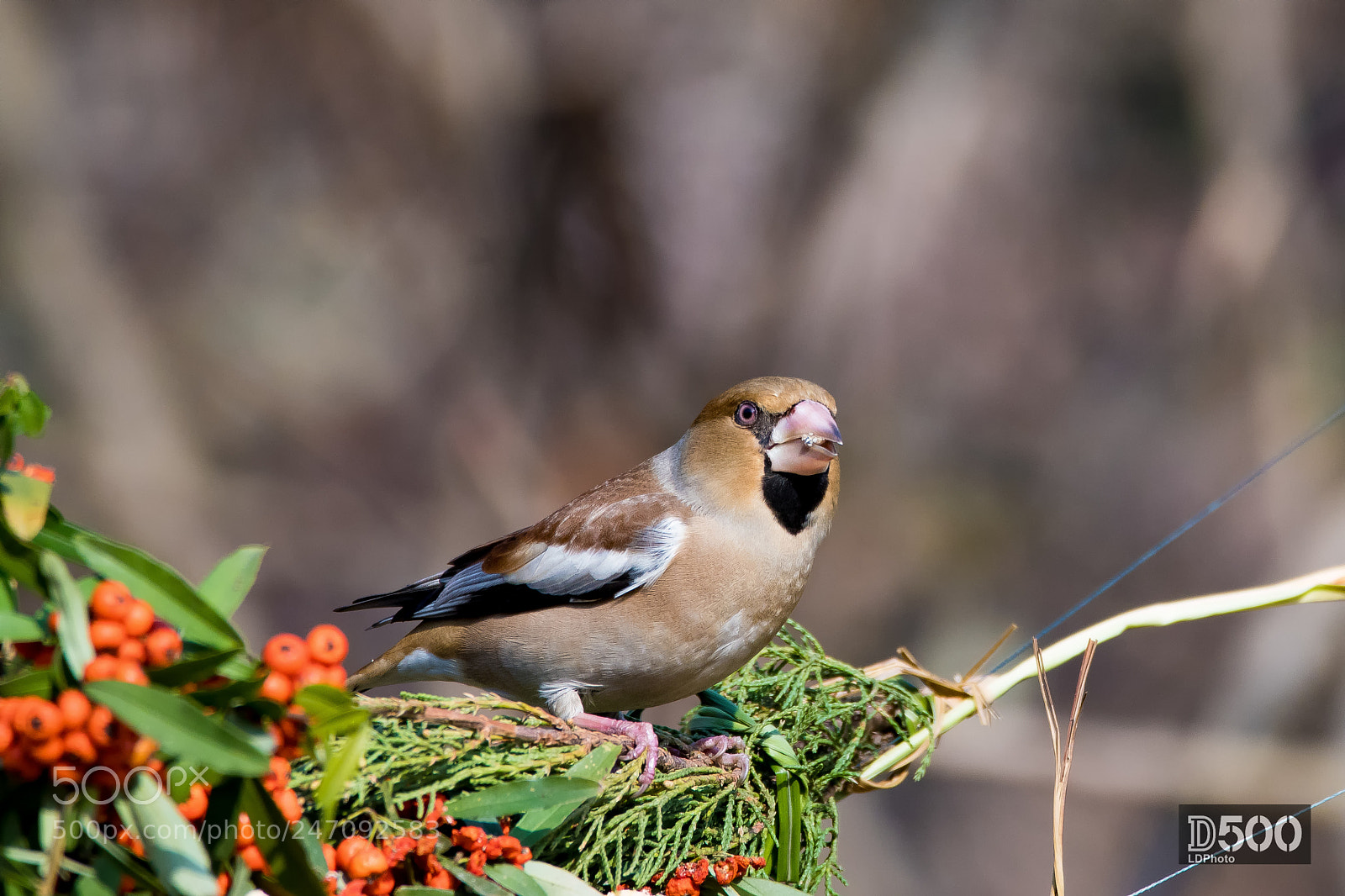 Nikon D500 sample photo. Hawfinch photography