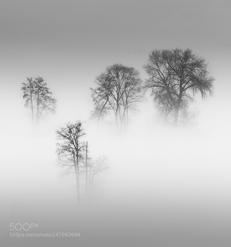 Canon EOS 7D Mark II sample photo. In the fog photography