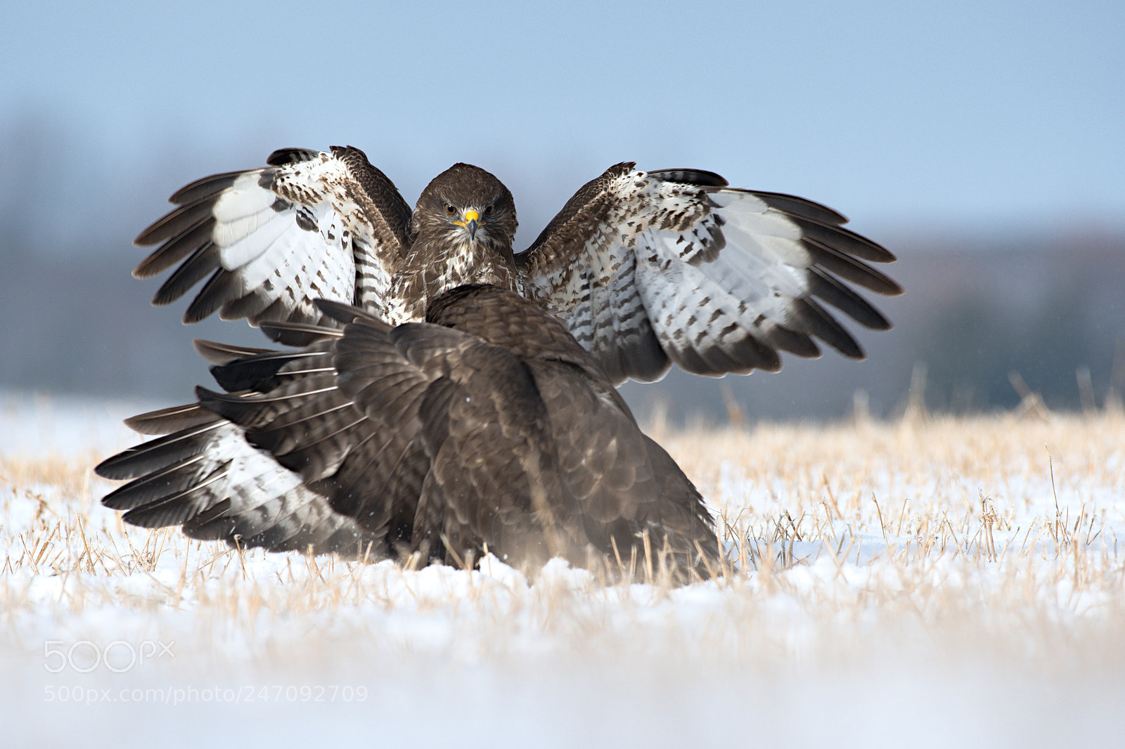 Nikon D500 sample photo. Buzzard photography