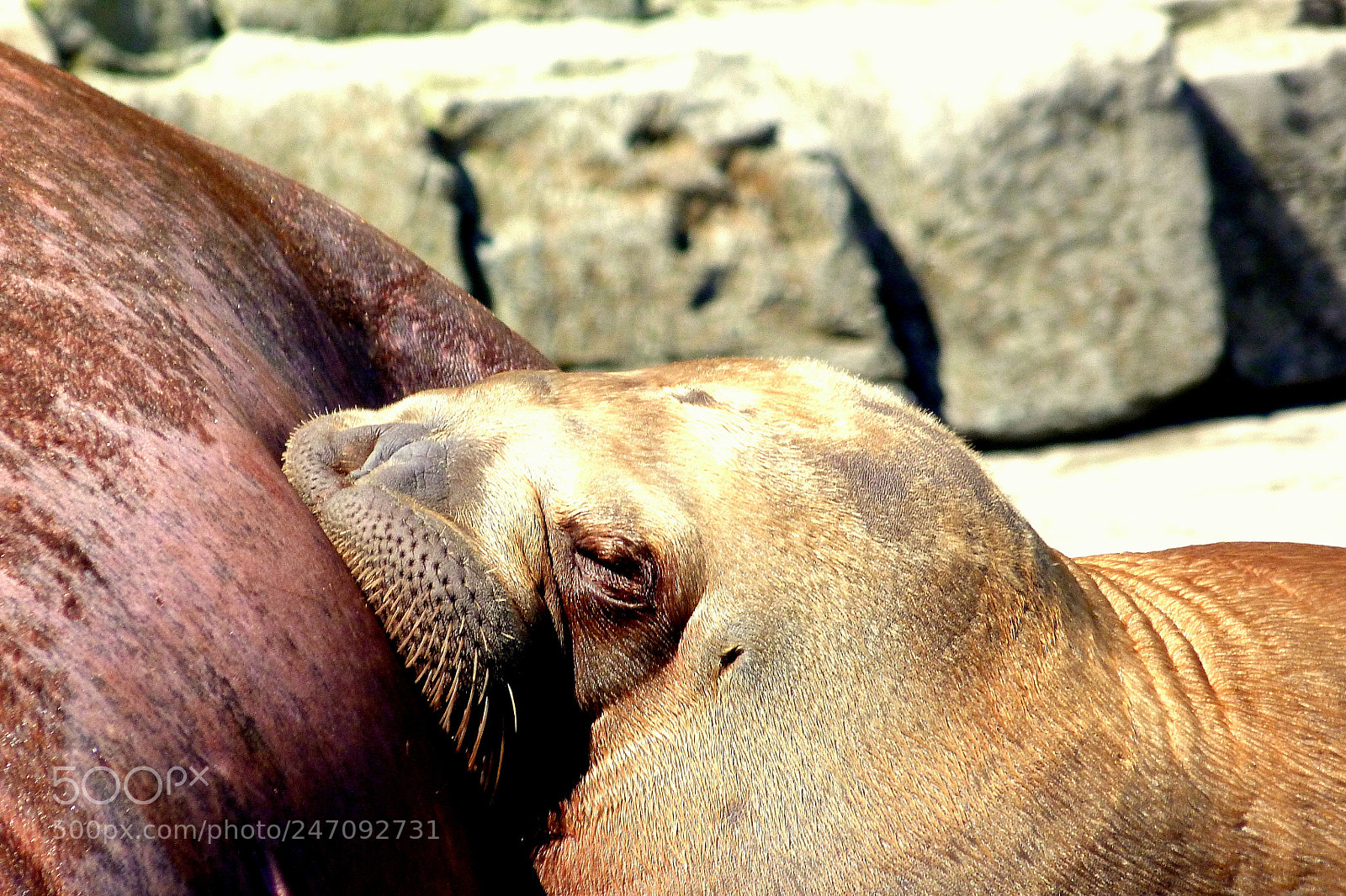 Panasonic Lumix DMC-FZ40 (Lumix DMC-FZ45) sample photo. Walrus love. photography