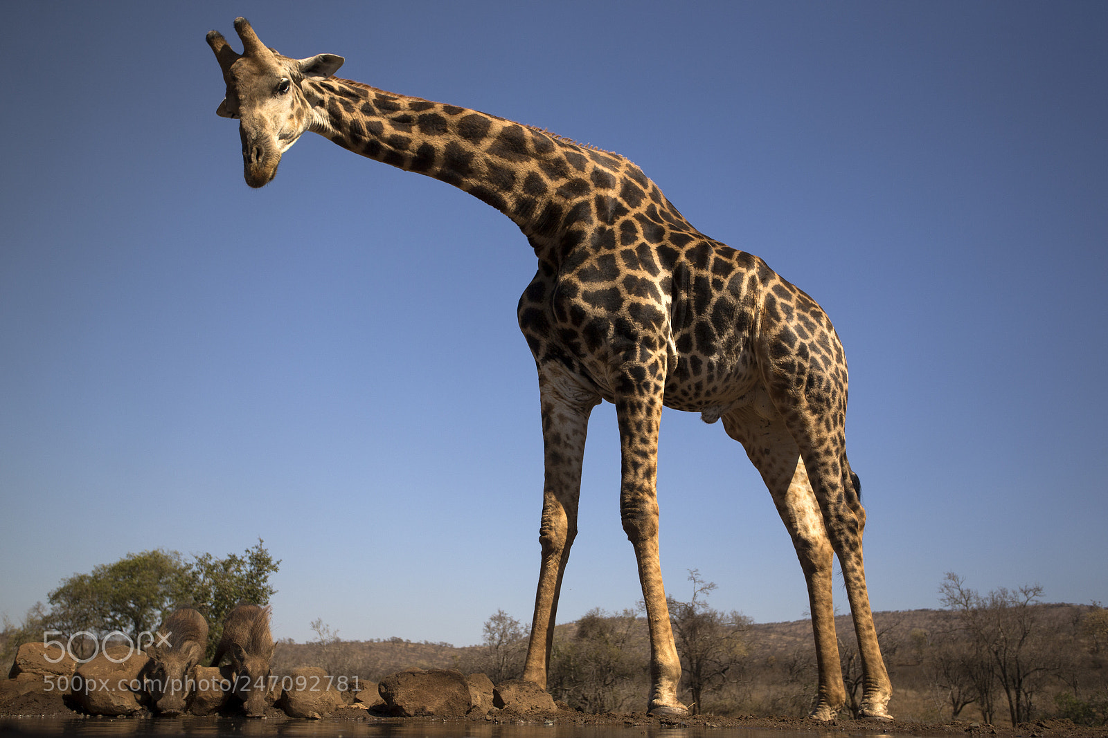 Canon EOS-1D X sample photo. Giraffe photography