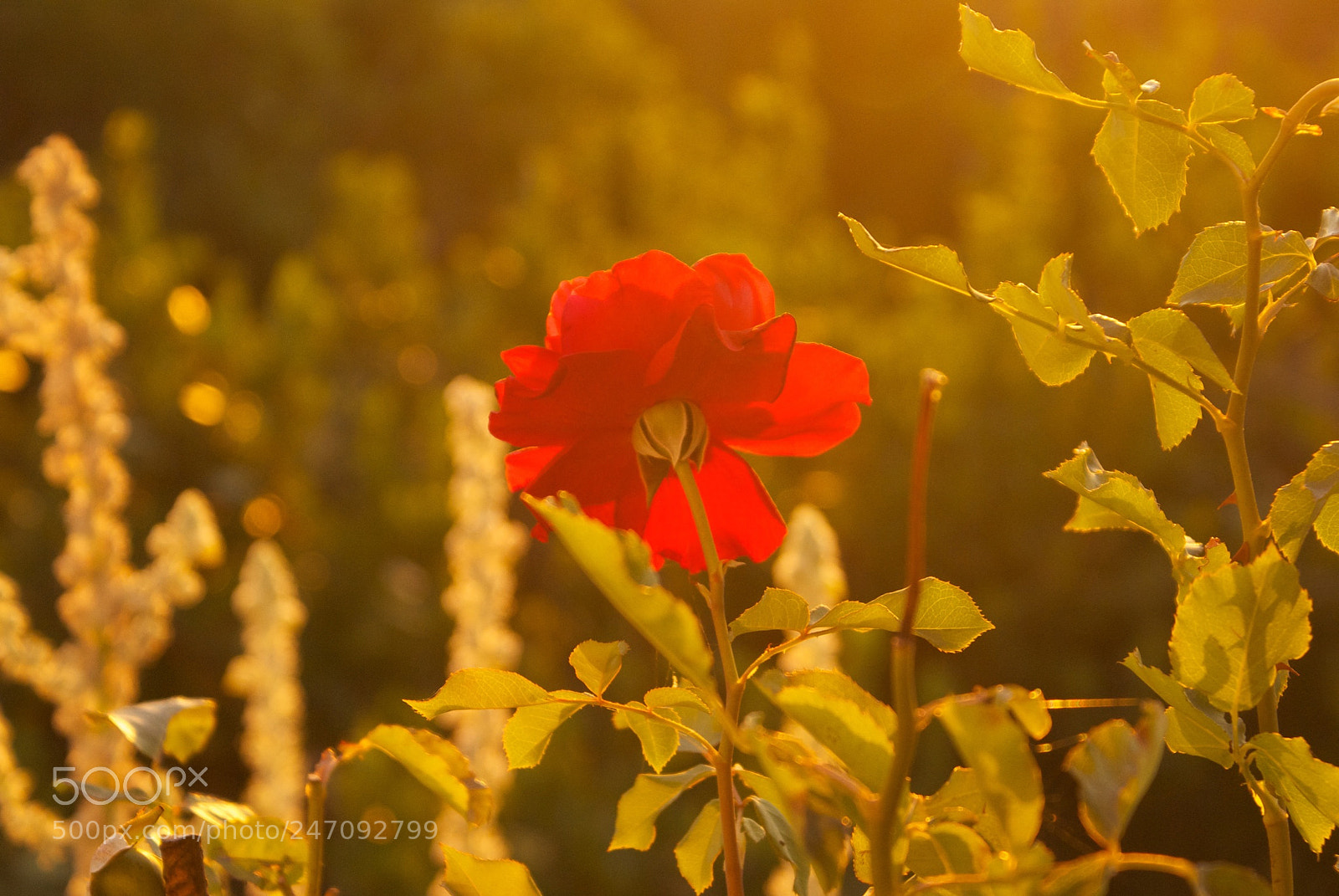 Sony Alpha DSLR-A100 sample photo. Untitled photography