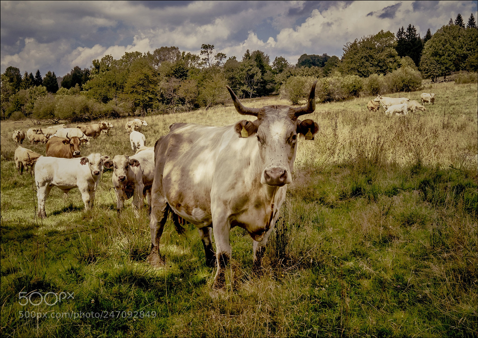 Fujifilm X-T1 sample photo. On pasture photography
