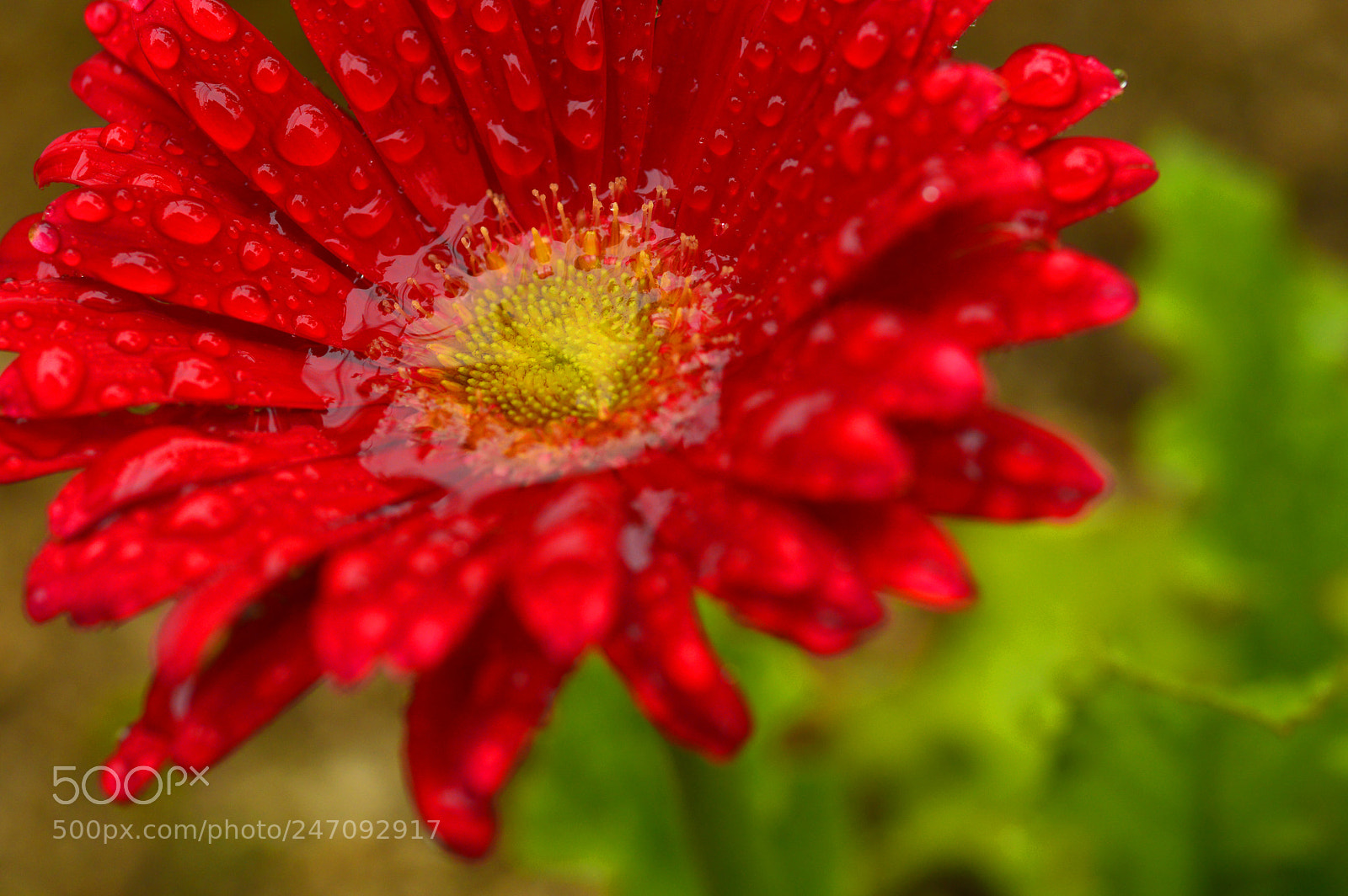 Nikon D3200 sample photo. Macro nature......spring photography