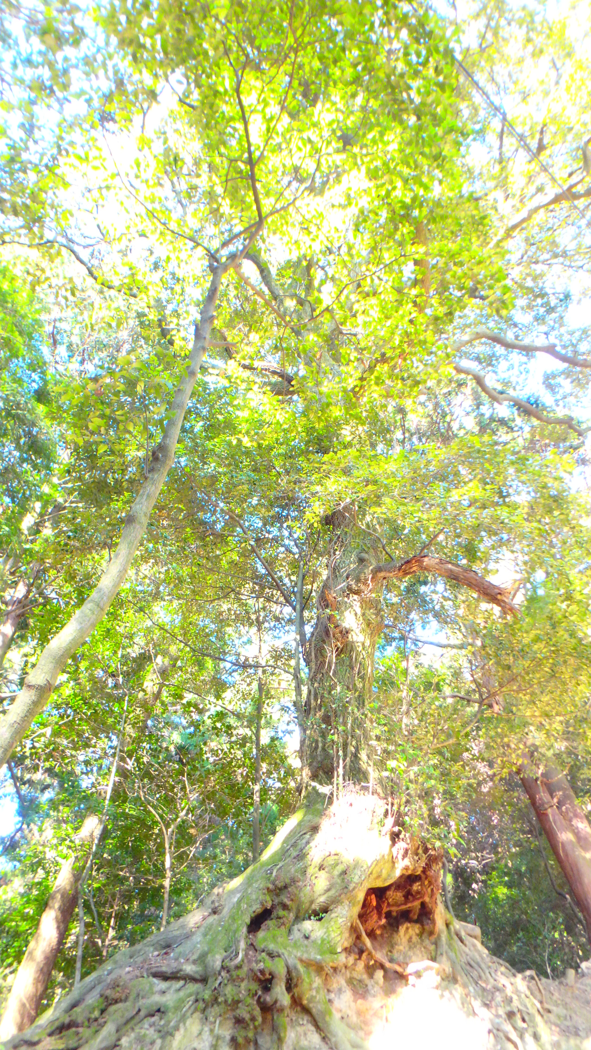 Olympus TG-870 sample photo. Beautifull tree photography