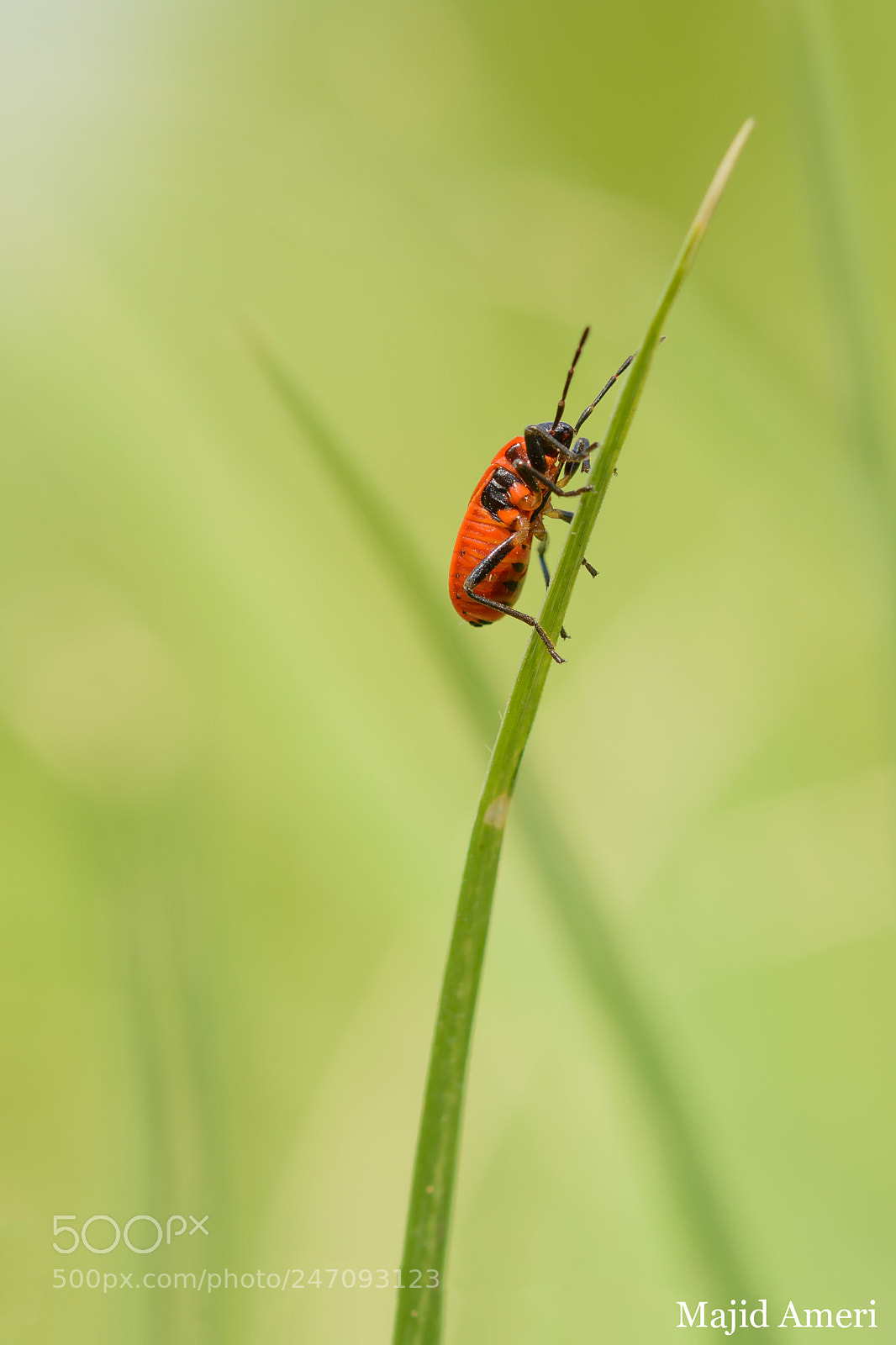 Nikon D5200 sample photo. Red beetle photography