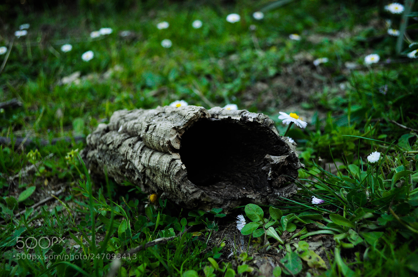 Nikon D5000 sample photo. Untitled photography