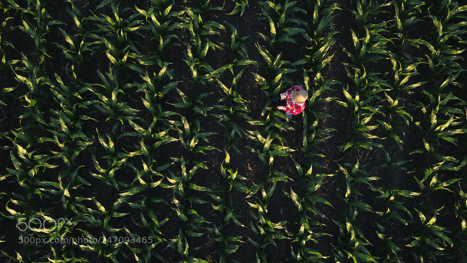 DJI FC220 sample photo. Aerial view of female photography